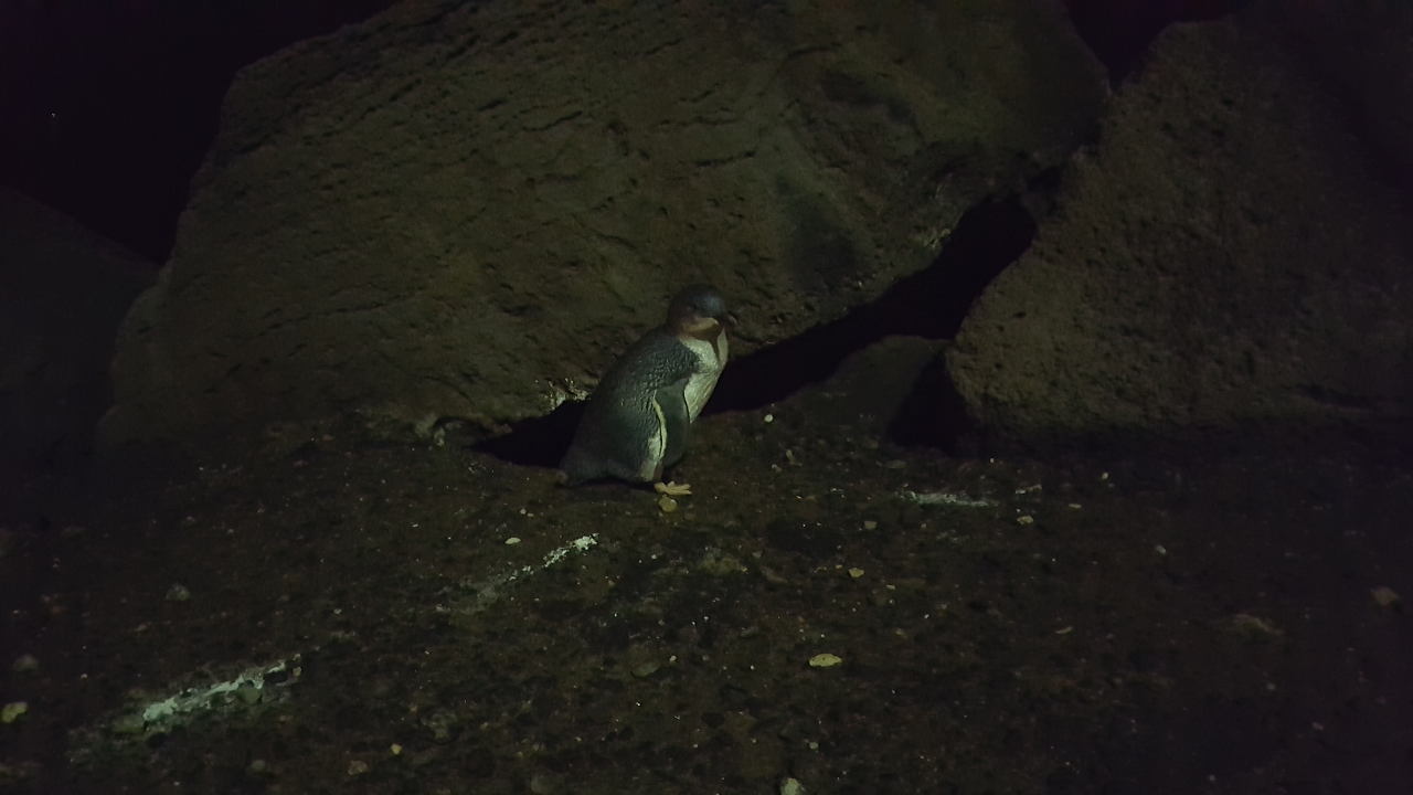 Pingouin mignon St Kilda