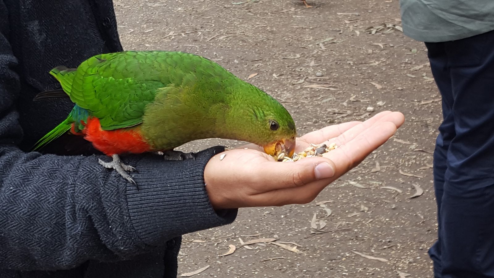 perroquet mange