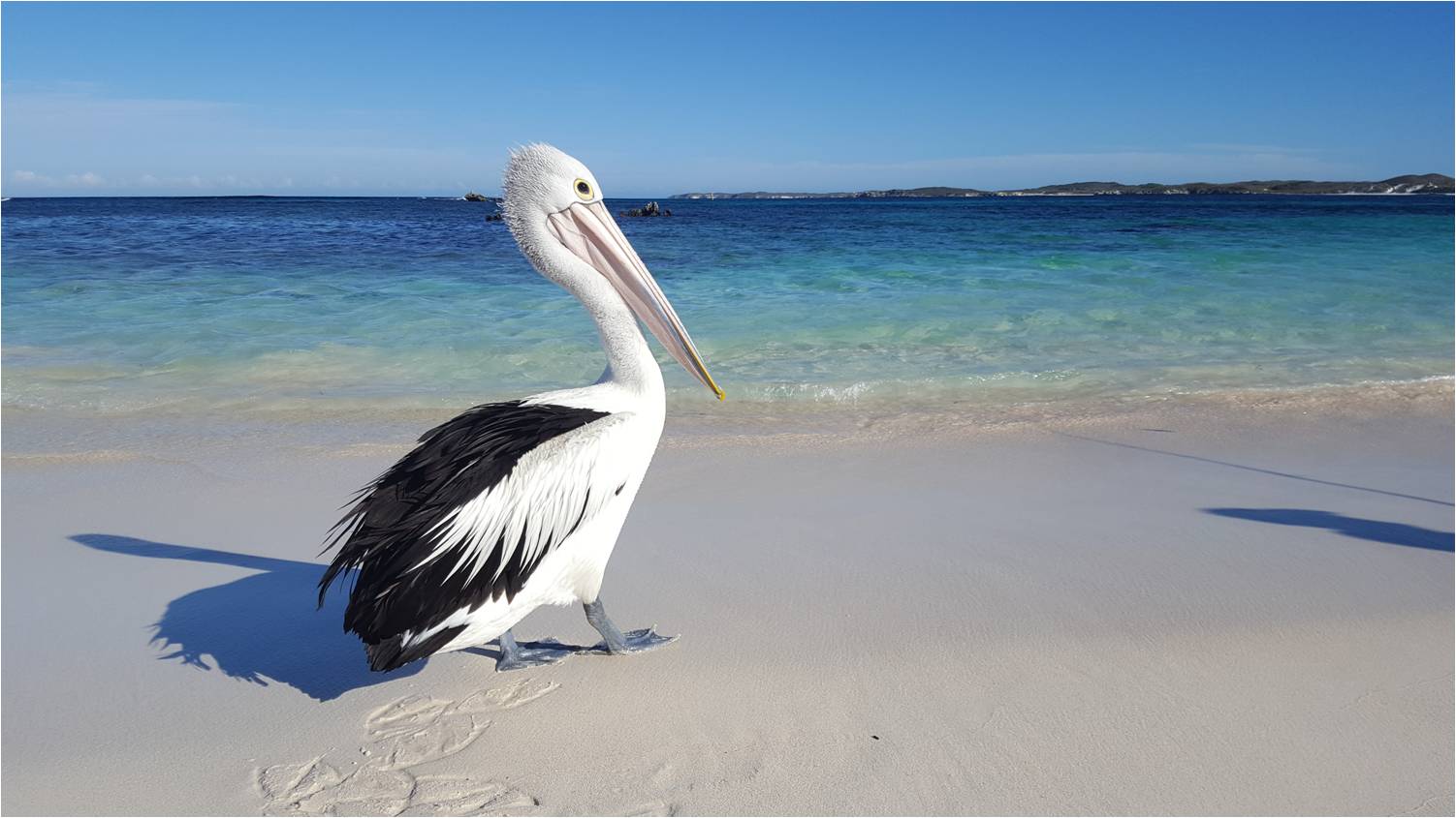 P&eacute;lican Salmon Bay