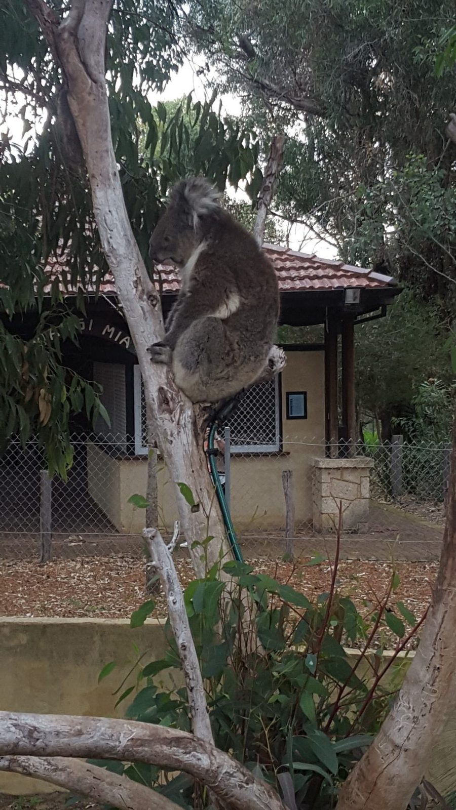 Koala Yanchep National Park