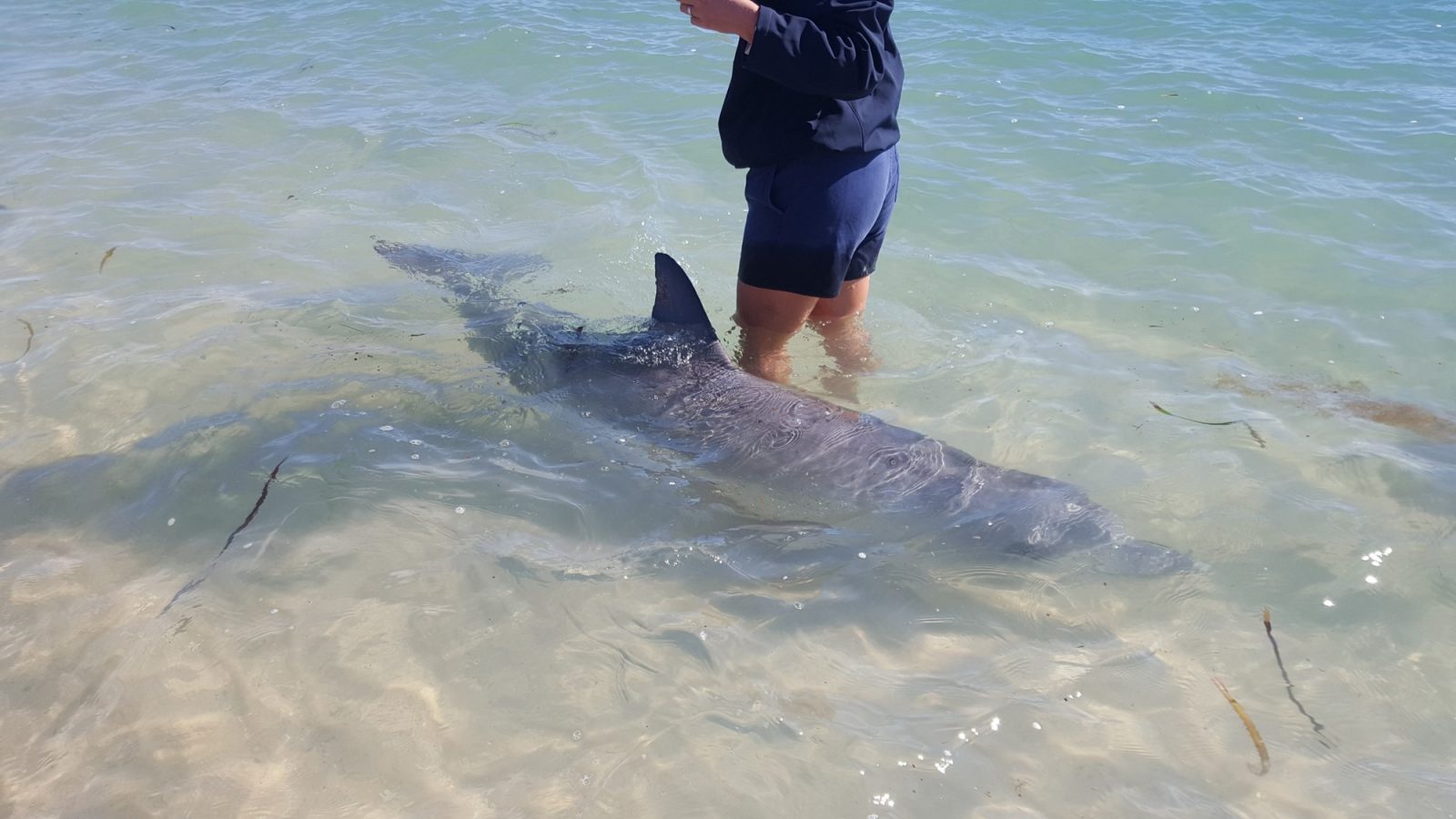 Dauphin Monkey Mia soigneur