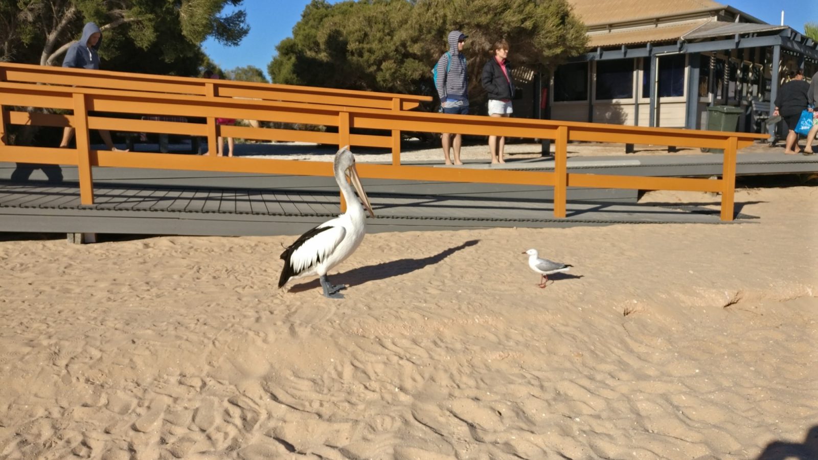 P&eacute;lican Mouette Monkey Mia