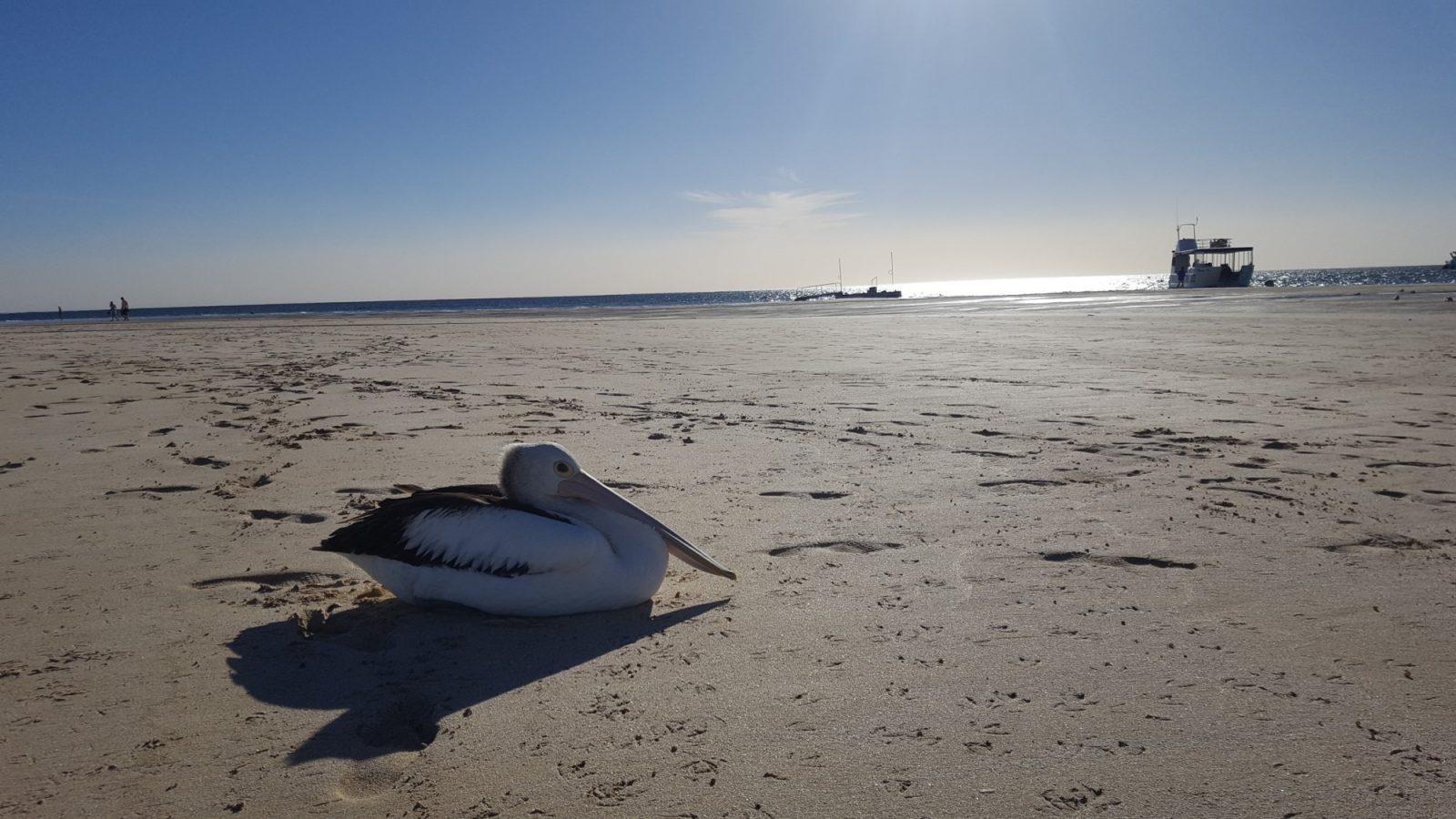 P&eacute;lican Coral Bay plage