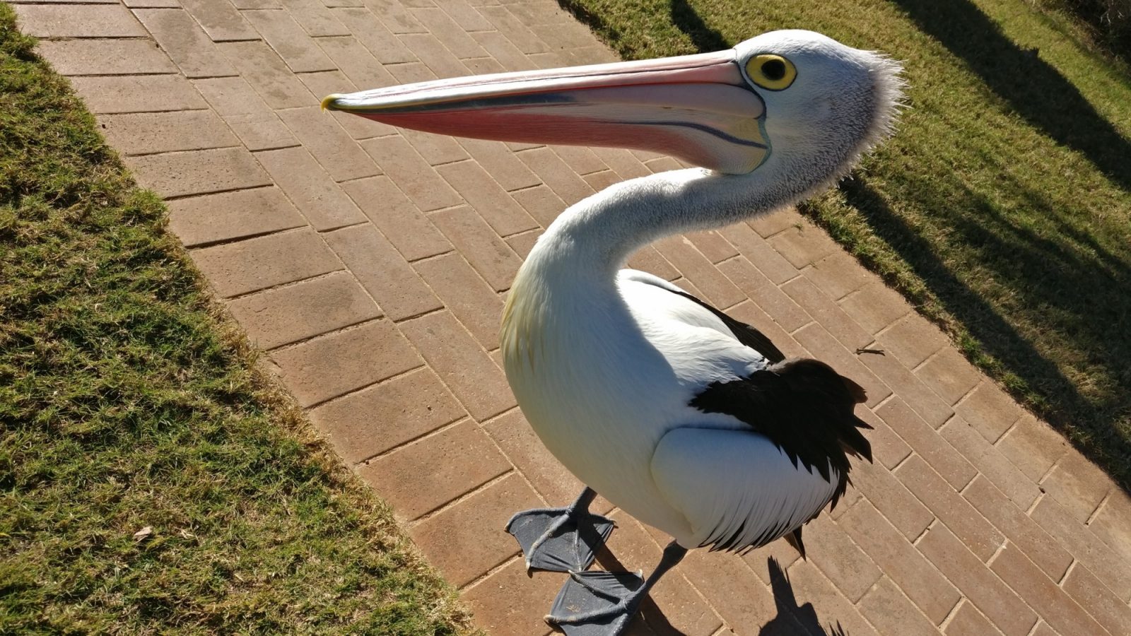 P&eacute;lican Monkey Mia