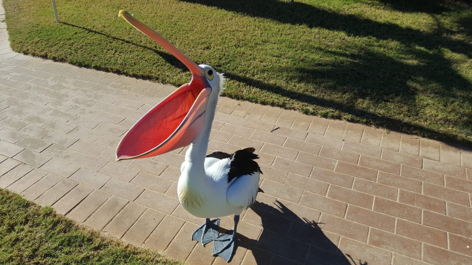 P&eacute;lican bec ouvert