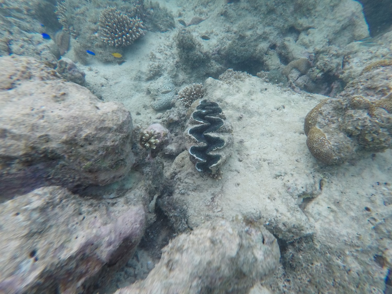 B&eacute;nitier Ningaloo Reef