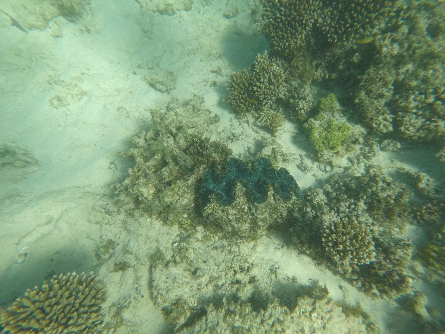 B&eacute;nitier Oyster Stacks