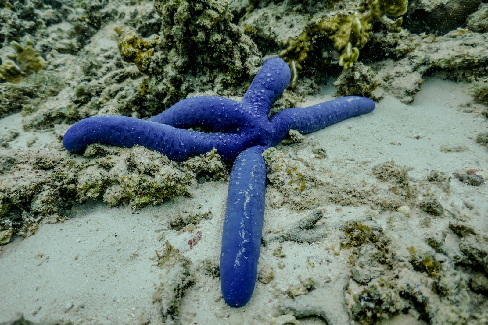 Etoile de mer bleu marine Ningaloo Reef
