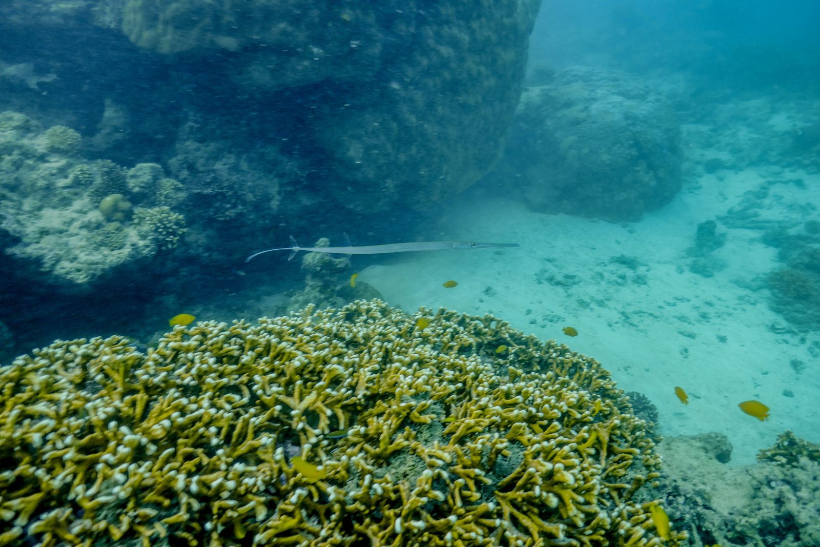 Poisson Ningaloo Reef