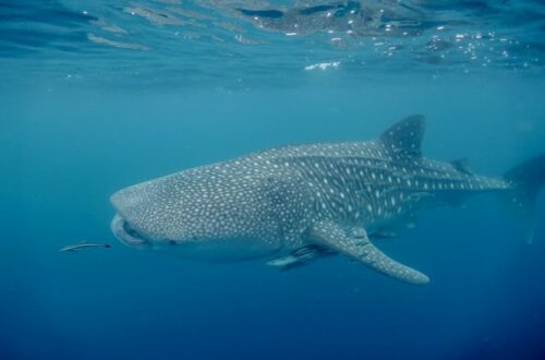 Article : À la rencontre des requins-baleines de Ningaloo Reef